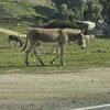 Donkey Savings