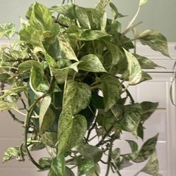 Photos hanging basket