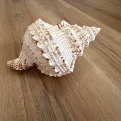 Vintage Decorative Conch Sea Shell Accent