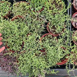 string of things plants | trailing succulents in 4” pots 