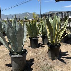 Maguey 