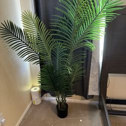 Synthetic Plants  Pack Of 2