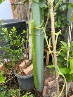 Snake gourd seedling