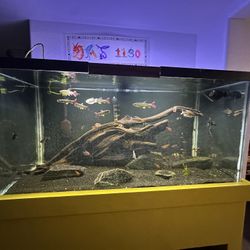 120 Gallon Fish Tank With Stand