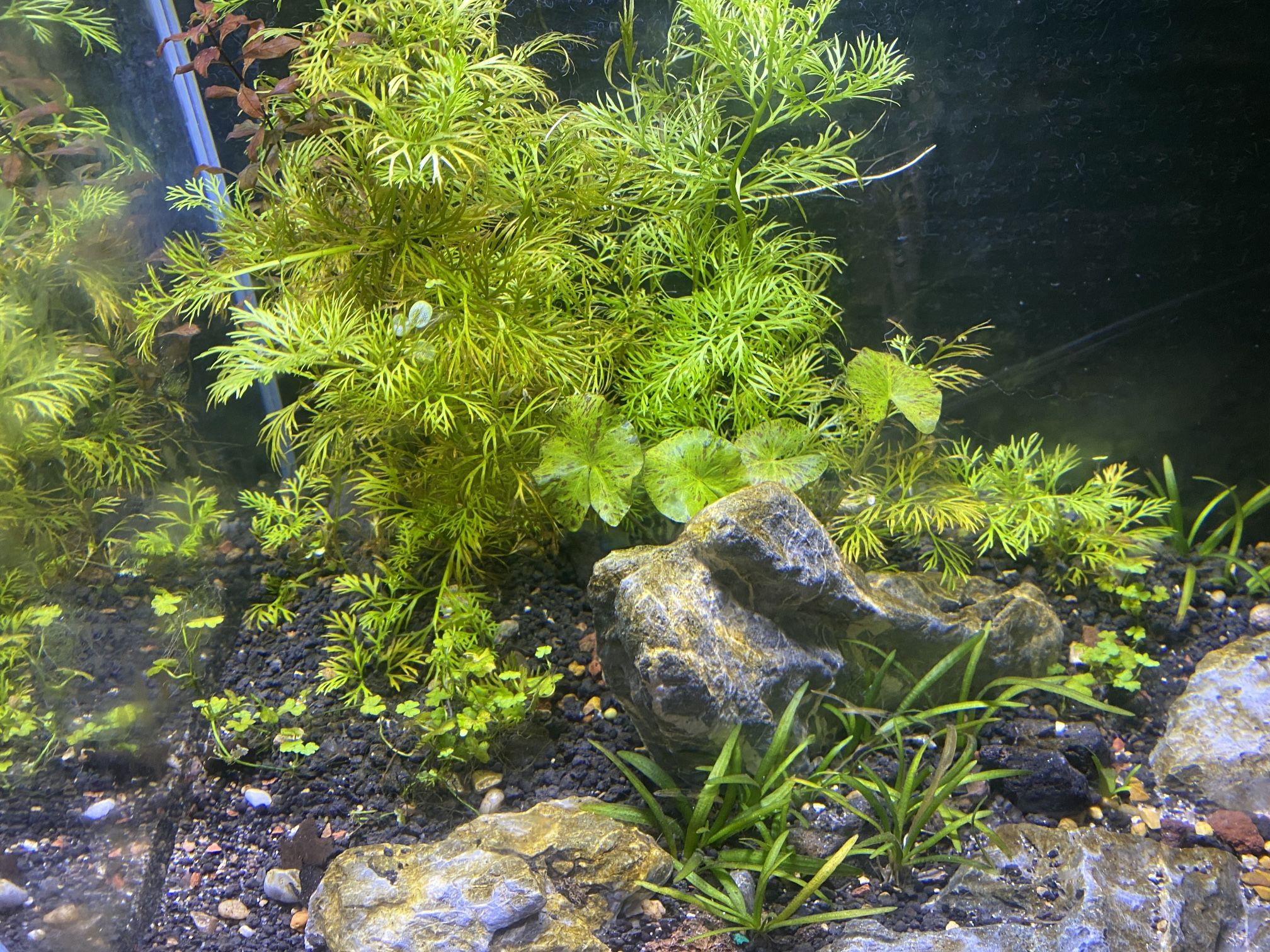 Water box 16 Gallon Aquascape Planted Aquarium