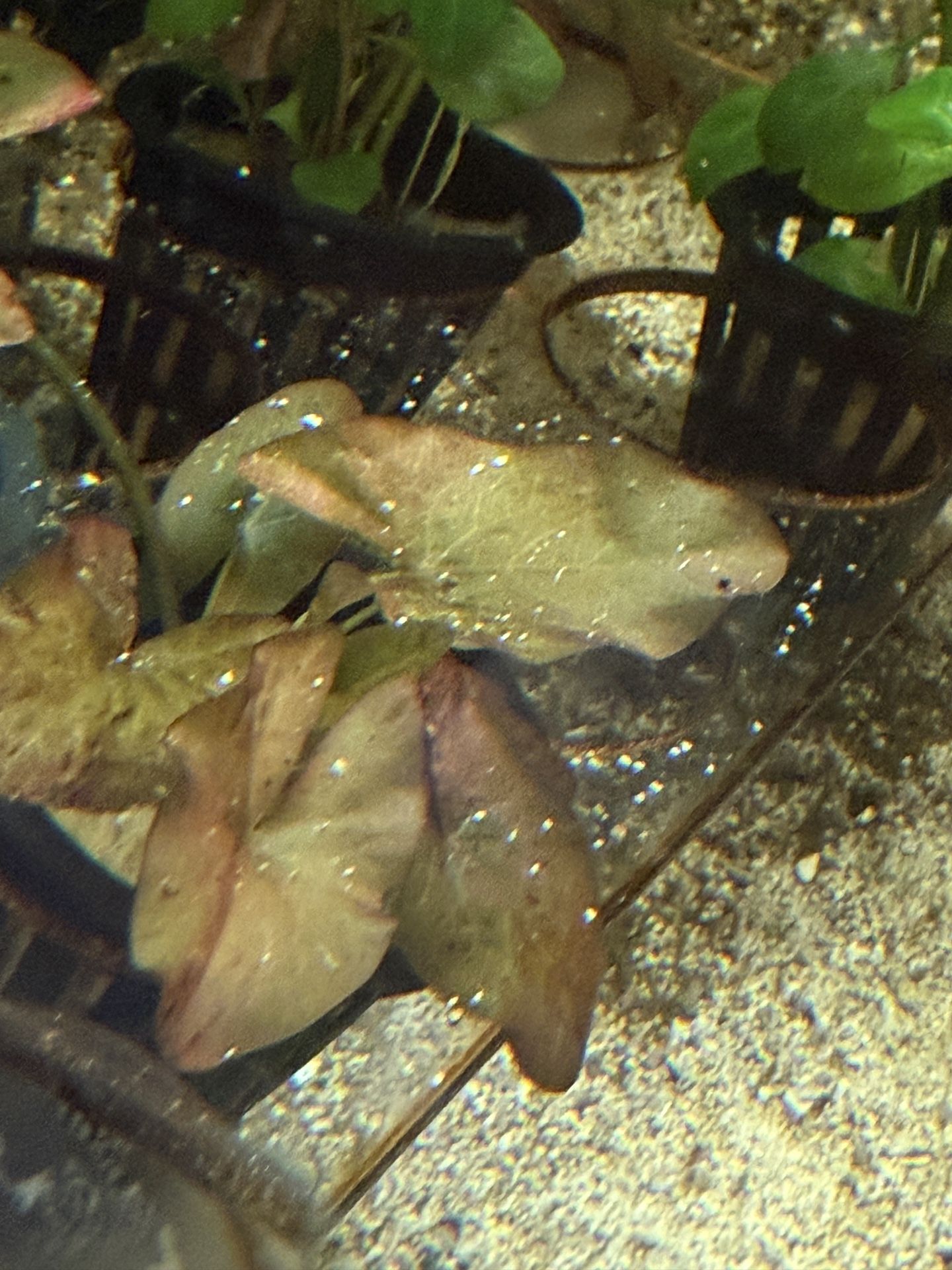 Aquarium Plant