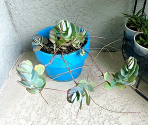 Kalanchoe  Marnieriana   Plant 