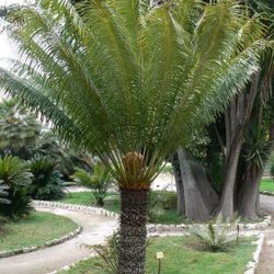 Palmas Silvestres 15gallon 