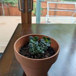 Succulents