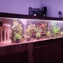 8ft 200 Gallon Aquarium 