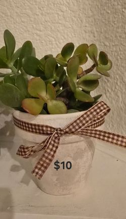 Succulent arrangement