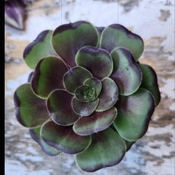 GREEN/BLACK ROSE ANEONIUM  3 INCHES ACROSS POTTED W ROOTS