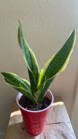 Real Snake plant