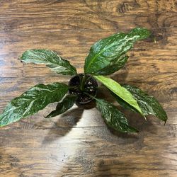 Variegated Peace Lily 