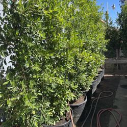 Indian Laurels Column Trees