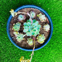 Beautiful Succulents Arrangement In a Large High End Hand Made Turquoise Ceramic Pot/bowl