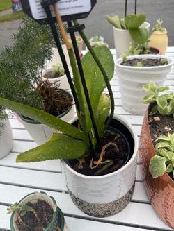 Plants from four dollars up