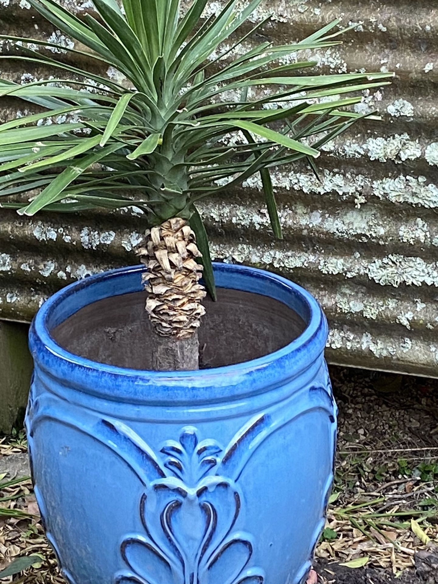 Yucca Plant In Large Blue Terracotta Pot