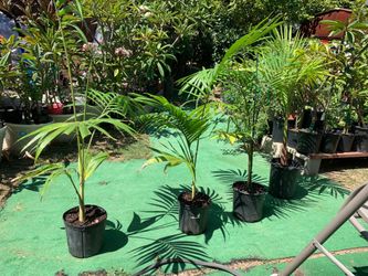 King Palms