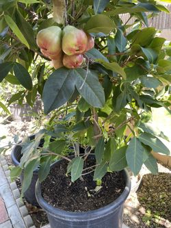 Fruit Tree
