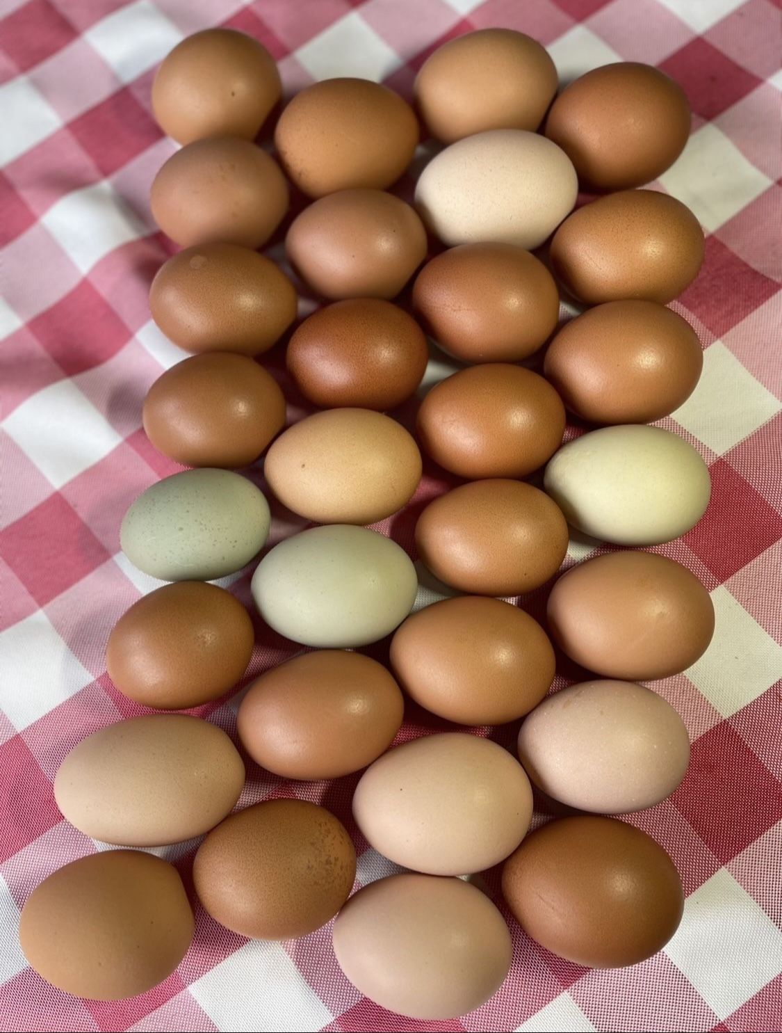 EGGS