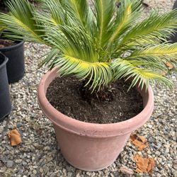 Sego Plant
