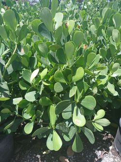 Clusia hedges 7gl 3'ft $13