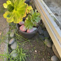 Potted Succulents 