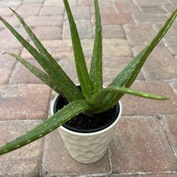 Aloe Vera plant in white ceramic pot 🪴 