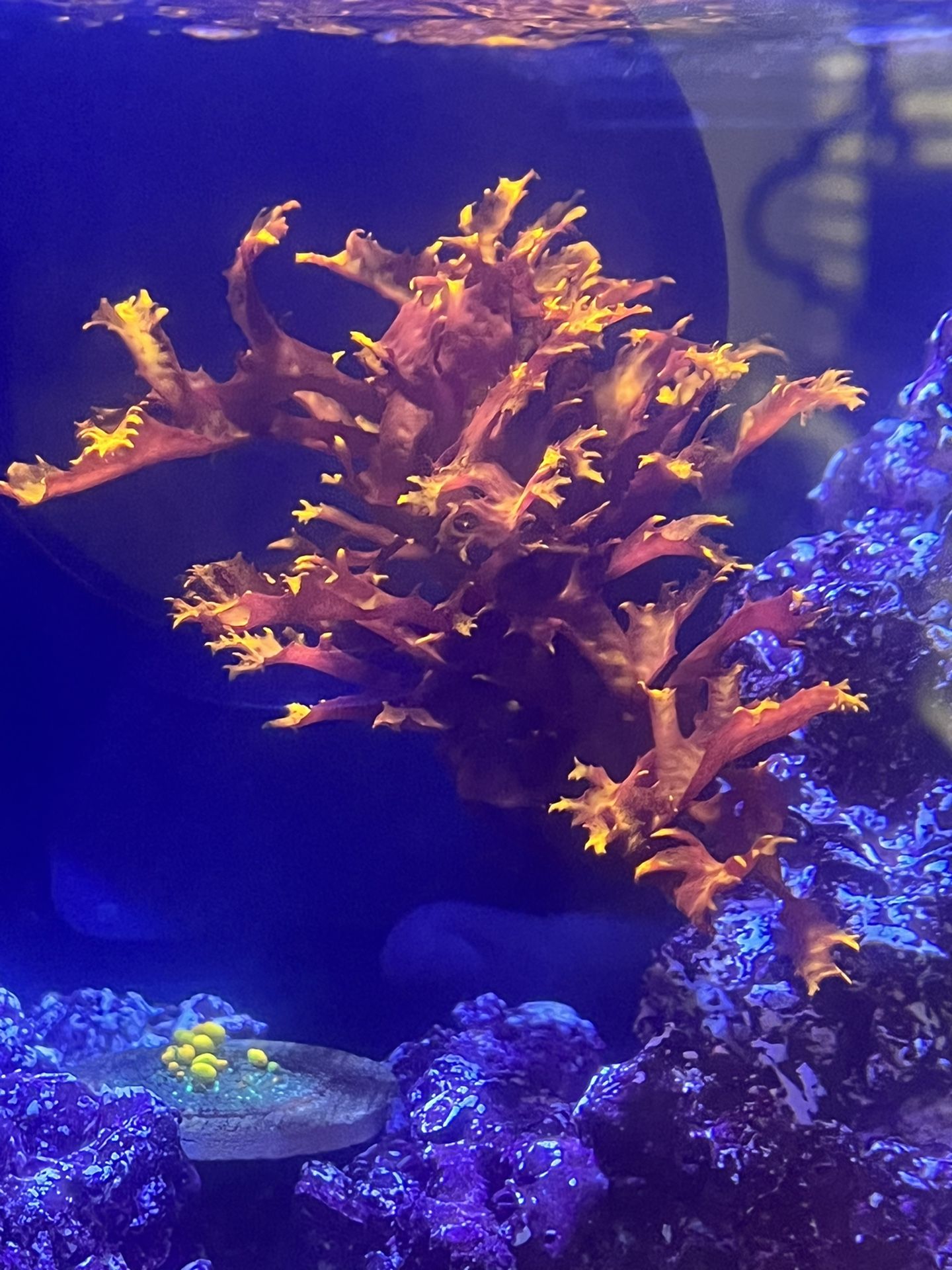 Dragon's Breath Macroalgae Frag For Coral Reef Tank 