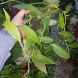 Vanilla Bean Orchid Plant