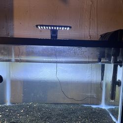 20 Gallon Tank