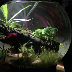 3 Gallon Aquarium Fish Bowl  - If Add Is Up Then Yes, It’s Available 