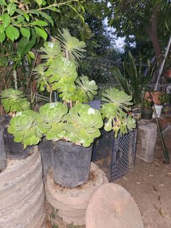 Succulent Plant