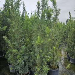 7g podocarpus over 6 to 7 feet tall  Instant Privacy Hedge For Fence  only $30