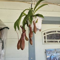 Pitcher  Plant
