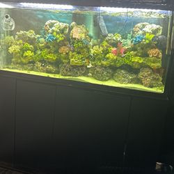 Saltwater Fish Tank And Stand Everything Included Fish Included As Well