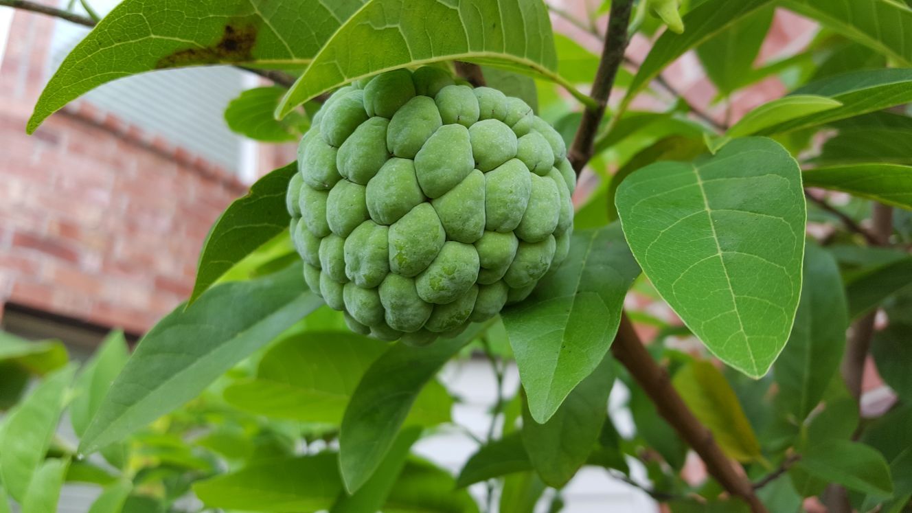 Firmly rooted Sugar Apple Sitaphal plant Cherimoya