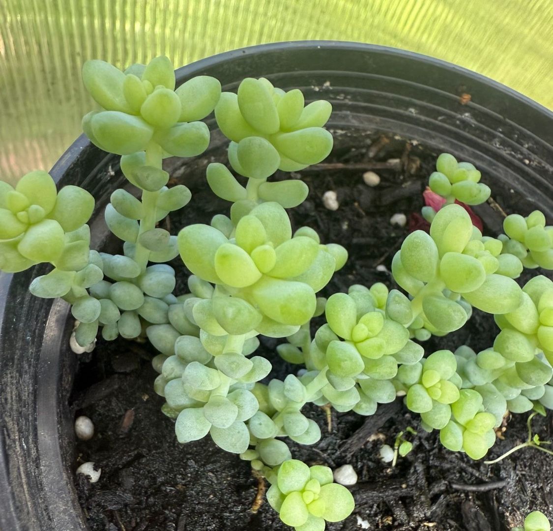 Succulent Starts 🪴 