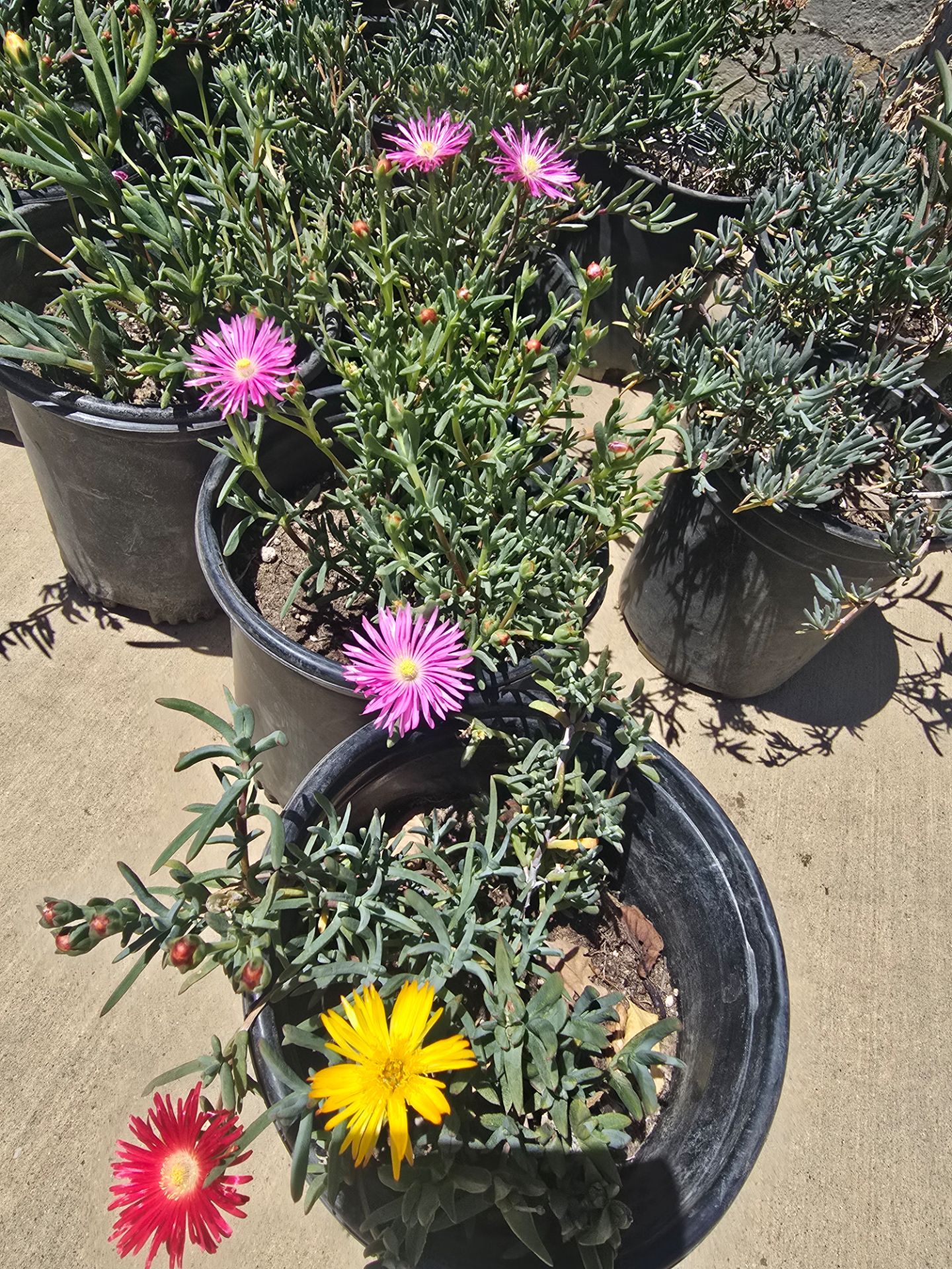 Flower Plants Ground cover