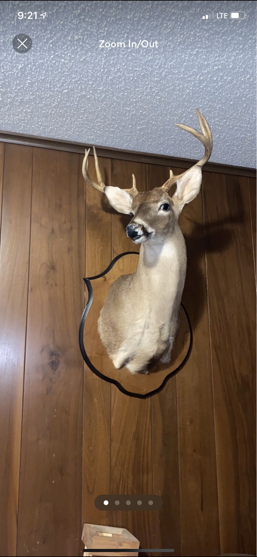 Deer Head