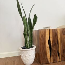 Tall Sansevieria Snake Plant in Heavy High End Planter Pot