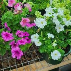 Petunias De Canasta Diferentes Colores 