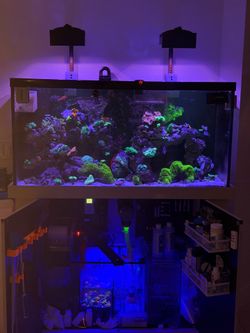 Fish tank reef tank aquarium plastic corals west Boca