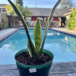 Laurentii snake plant  6” pot
