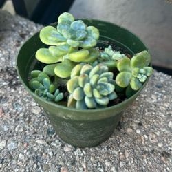 $3