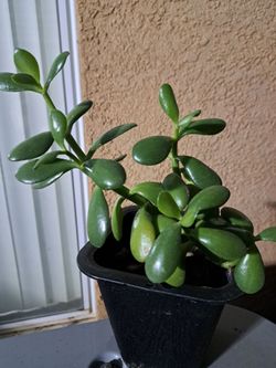 Jade Plant