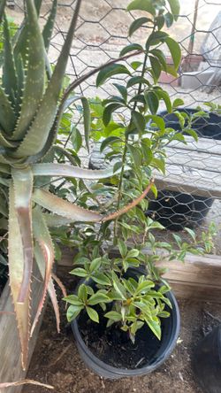 Planta una de gato