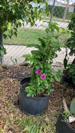 Plantas