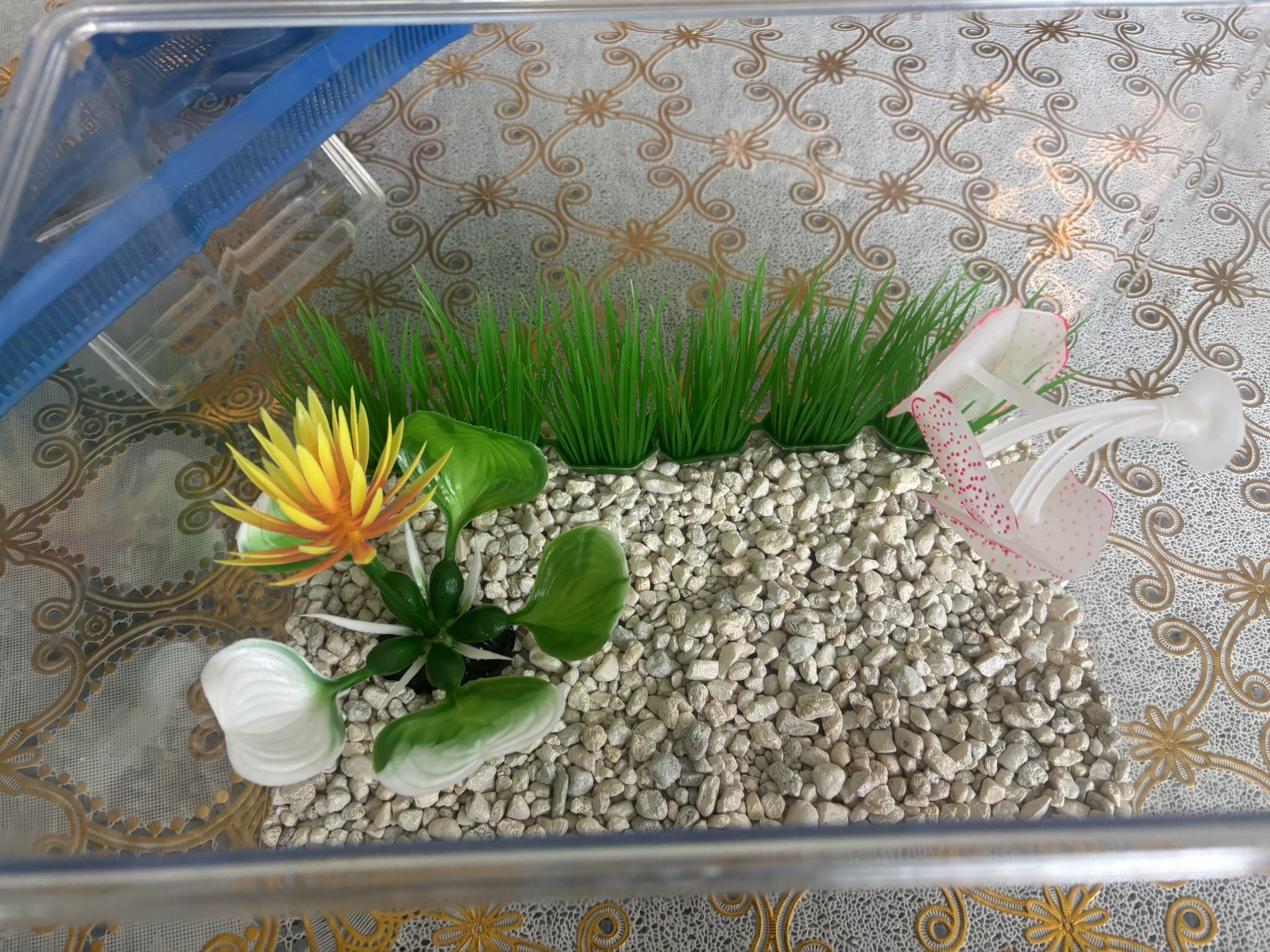 Fish Tank 